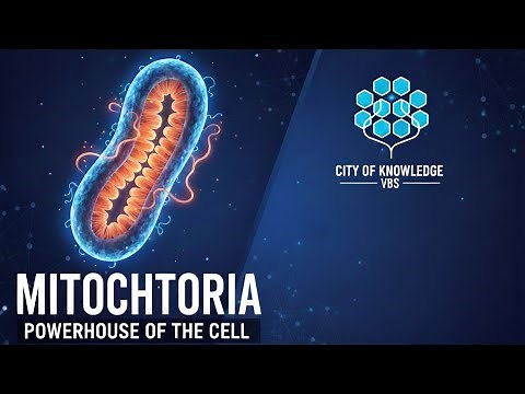 Mitochondria: Structure & Function | Powerhouse of the Cell | Class 11 & BSc Biology