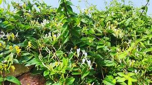 Honeysuckle climbing vines Honeysuckle close-up 4K real shot