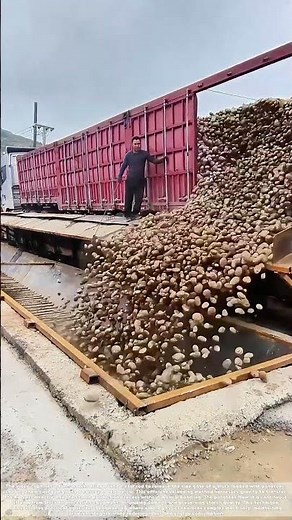Gravity Unloading: How Potato Harvests Flow Straight to Processing