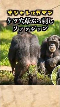 Sticking grass in your asshole! Chimpanzees' latest fashion