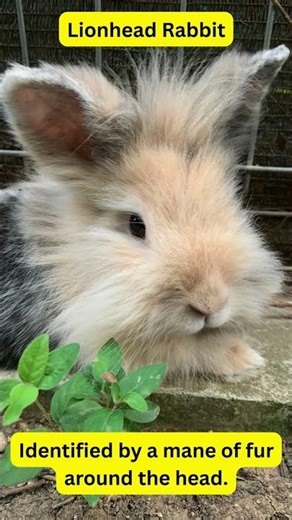 Domestic Animals of the World – Lionhead Rabbit