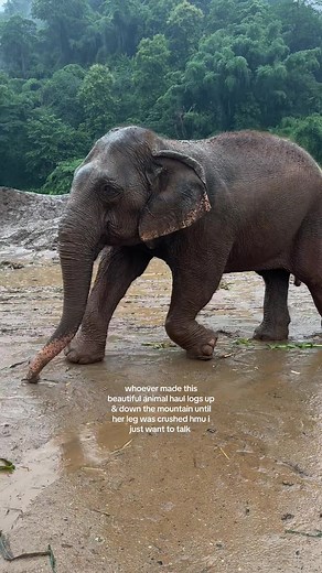 Elephant's Journey to Recovery at Chiang Mai Sanctuary