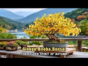 Ginkgo Bonsai in Autumn | Rare Bonsai with Golden Fall Foliage
