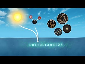 Phytoplankton blooms triggered by Australian wildfires