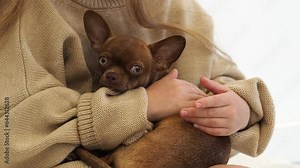 Little brown chihuahua puppy in the loving hands of the owner. Dog as part of a family, autumn cozy mood. Trusting and devoted relationships in the family. Dog and man. devoted friend