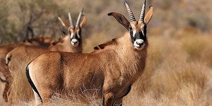 Roan Antelope: A Wildlife Guide To The Roan Antelope ✔️