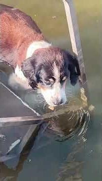 Top 5 Fishing videos