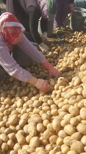 Potato Harvesting Process: From Field to Packaging