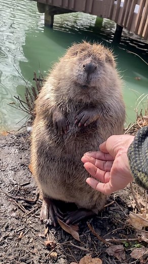 101K views · 1.2K reactions | Giving you great hairy beaver footage...