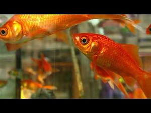 Gold Fish Tank Sound Effect (ASMR)