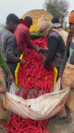 868K views · 1.8K reactions | Traditional way of Processing Carrot ( गाजर ) in Indian Village | Indian Factory Club | Facebook
