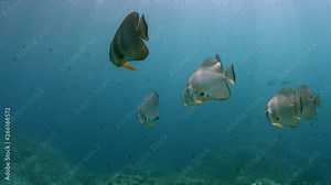 Spadefish on a colorful healthy coral reef. South Raja Ampat dive site Shadow Reef, Magic Mountain 4k footage