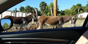 How To Learn The Most Important Curse Words In A Foreign Country