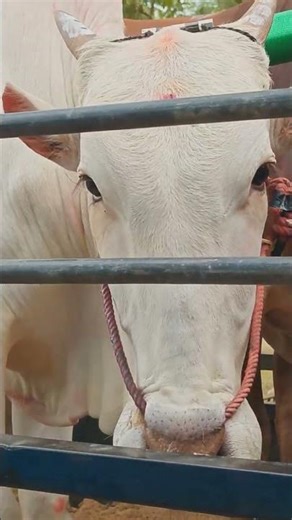 cute ox, racing ox, bullock ox