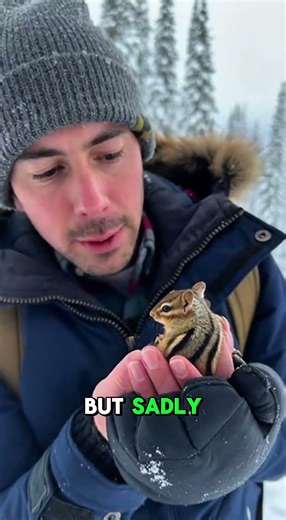 This FROZEN Chipmunk was SAVED 😱🥰 #shorts