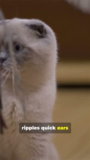 Cat Bit You Mid Play Here’s Why Fast Fix