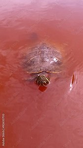 Vertical video, Curious Pond Slider looks at camera and swims behind it in red water at algae bloom, Slow motion, Close-up. Pond Slider or Red-eared Slider Turtle (Trachemys scripta)