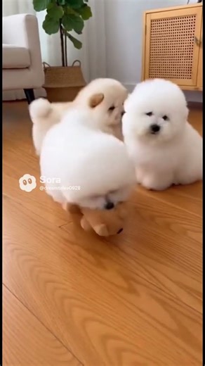 Chow Chow Puppy Bullies Bichon… Until Big Bro Arrives With a Toy 😂