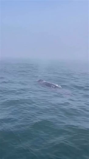 Discovering Depoe Bay Oregon on Instagram: "🌍🐋 HAPPY WORLD WHALE DAY! Gray whales are heading north past Depoe Bay and THIS is one of the best times of year to see them up close! 🐋🌊 ✨ Join @docksidechartersdepoebay for an unforgettable whale watching adventure! ✨ 🌊 Spring Migration: Late March – May 🚢 Very comfortable boats — helps cut down on sea sickness 🛋️ Inside cabins 🚻 Bathrooms onboard 👨‍✈️ Experienced captains ♿ Able to accommodate guests with disabilities & wheelchair accessibi