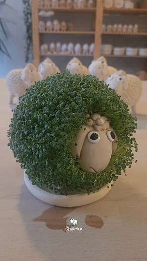 3.9K views · 1.3K reactions | Fresh, vibrant sprouts in just one week!  Chia sprouts support digestion, boost immunity, and help you stay full longer. They’re rich in Omega-3, fiber, protein, and antioxidants. Perfect for salads, sandwiches, and breakfast bowls!  Visit the Etsy link in bio to grow your own healthy greens! | Chia-ko | Facebook