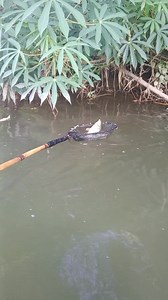 Chamba carpa at tilapia #fbreelsviral | ED & LYN fishing