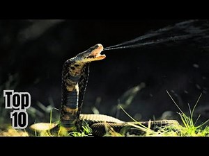 10 giftigsten Schlagen der Welt