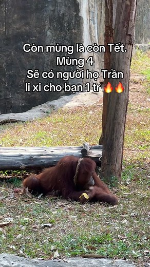 #xuhuong #vinwondersphuquoc #vcreator #safariphuquoc #grandworldphuquoc #wakeupfestival #tiktokviral #animals