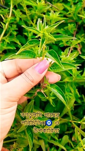 বন তুলসী গাছের পরিচিতি ও উপকারিতা। #greenlove #gardenplants #plantssparkjoy #garden #gardenflowers 🧿