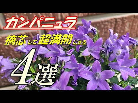【花】カンパニュラの育て方・摘芯