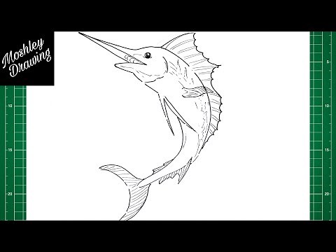 How to Draw a Marlin Fish Step by Step