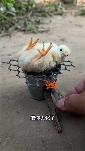 Chick: Today is very cold mommy, give me some crunchy food mummy, pet eating, dog food, debut plan