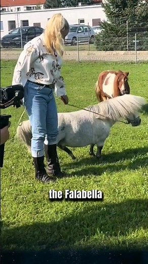 Standing at just 70cm tall, Falabella, the smallest horse breed in the world..#falabella #animals