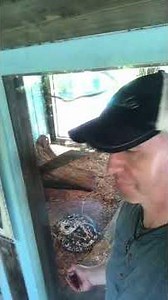 Adorable Baby Alligators Up for Adoption 😍🐊💚 | Cutest Rescue Ever!