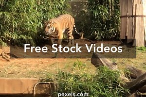 Tiger Videos, Download The BEST Free 4k Stock Video Footage & Tiger HD Video Clips
