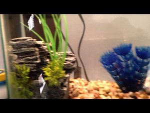 Quick look at my 2.5 gallon betta set up