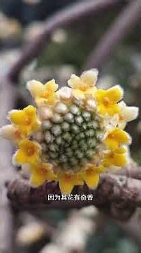 Knowledge Spring Festival Grand Presentation Interesting and Beautiful Jasmine Flowers#Fra