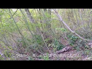 熊？【威嚇音】ヤバいヤツだ！