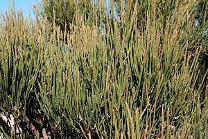 Ephedra (plant) - Alchetron, The Free Social Encyclopedia