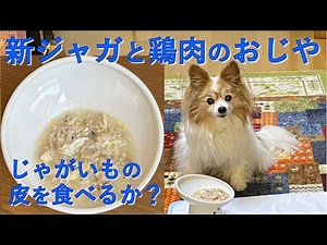 【17歳老犬の手作りごはん】新ジャガと鶏肉のおじや（ひき肉からも栄養摂取！）