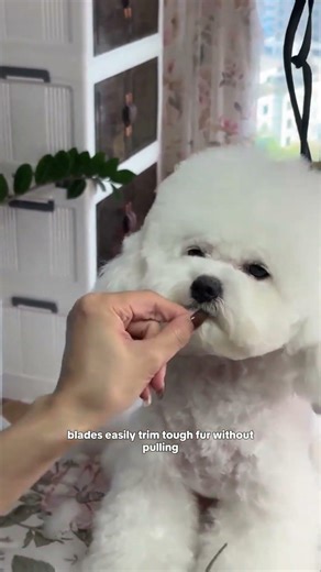 Why Curved Grooming Shears Are a Must-Have? 🐾 Factory Direct | Sharp & Smooth