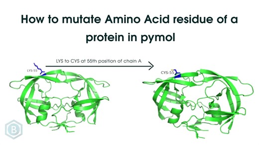 如何用Pymol进行蛋白位点突变