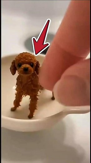 Top 5 Smallest Dogs Breeds 🐶 #1 Is Tiny