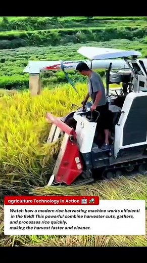 Modern Rice Harvesting Machine in Action | Fast & Clean Paddy Harvesting 🚜🤖🌾