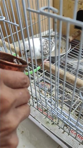 Day-36 Desi Style Water Drinking 😂🐦🥛#budgies #birds #parakeet #budgielove #birdcare #budgie #viral