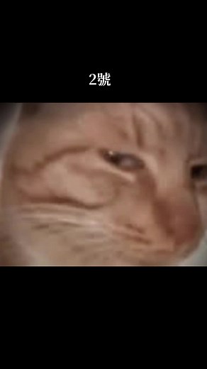 Grumpy Cat Expressions: A Memorable Encounter