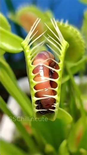 CARNIVOROUS PLANTS vs. Fly Trap: The ice cube trick you should NEVER use!
