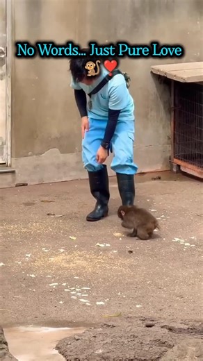 He Ran Straight To Love ❤️🐒 Punch Kun’s Emotional Moment! | #punchkun #monkey #babymacaque