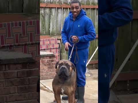 BIGGEST BOERBOEL IN THE WORLD