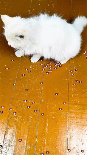 Zen Cat ASMR 🍭🦄 | Your Daily Peace 🐾 #shorts #cat #zen #asmrsounds #satisfying