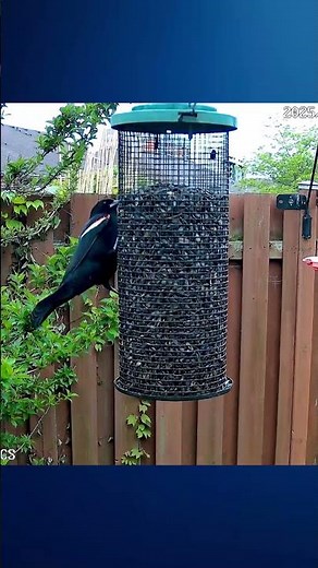 Woodpeckers Being Chased By Red-winged Blackbirds - #shorts